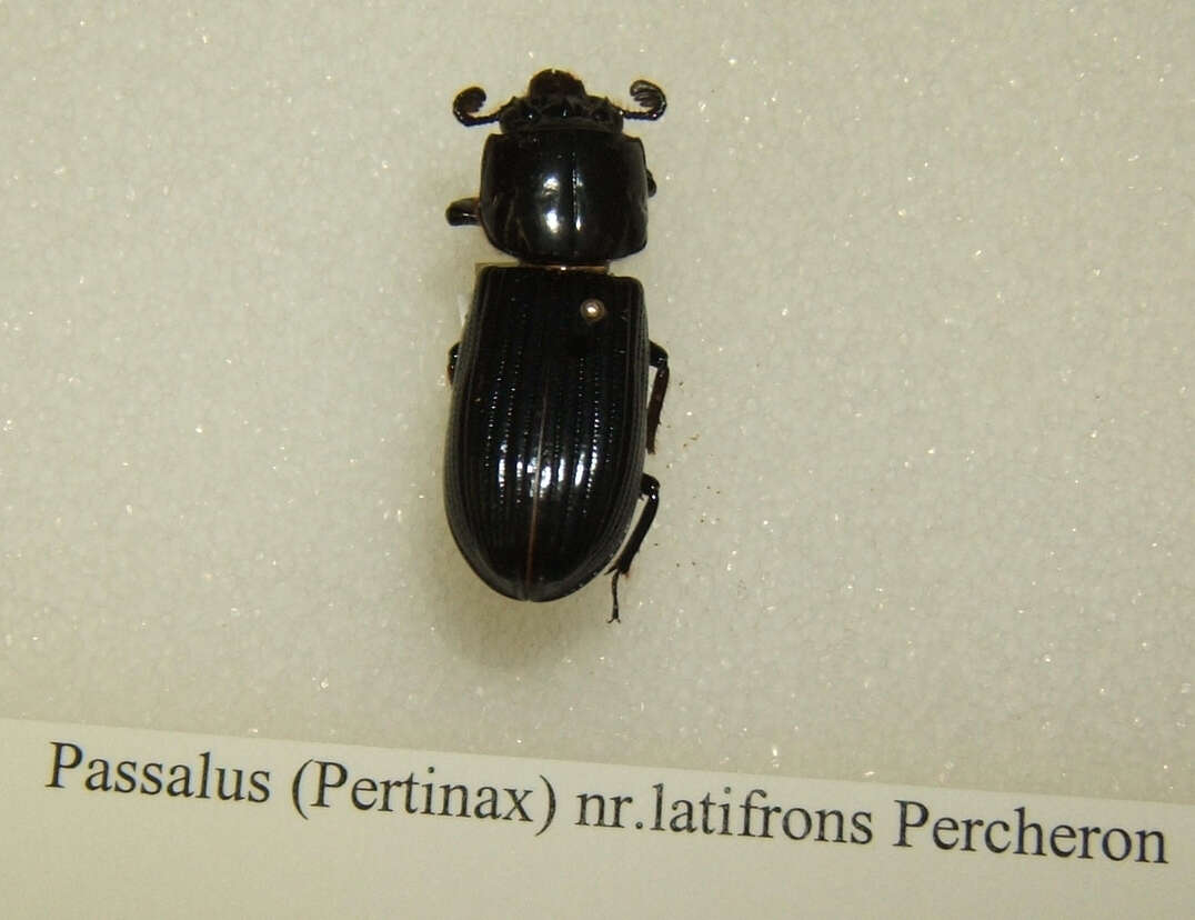 Image of Passalus latifrons