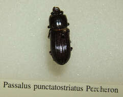 Image of Passalus punctatostriatus