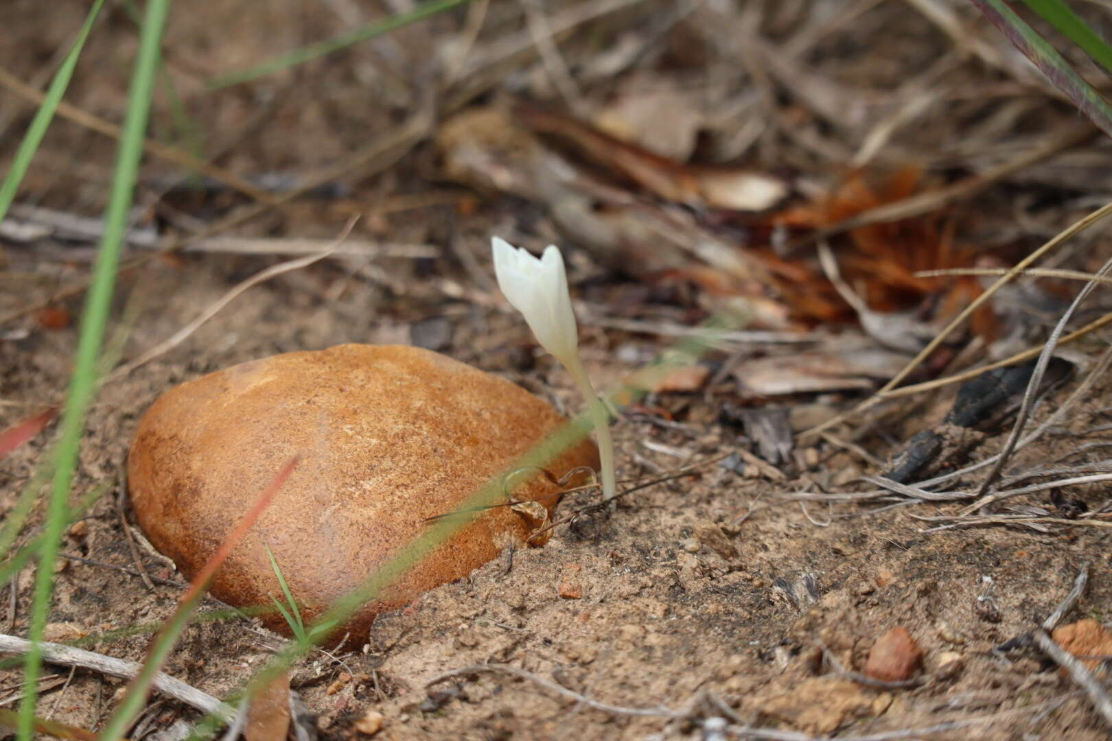 Image of Apodolirion macowanii Baker