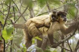 Image of Bearded Capuchin