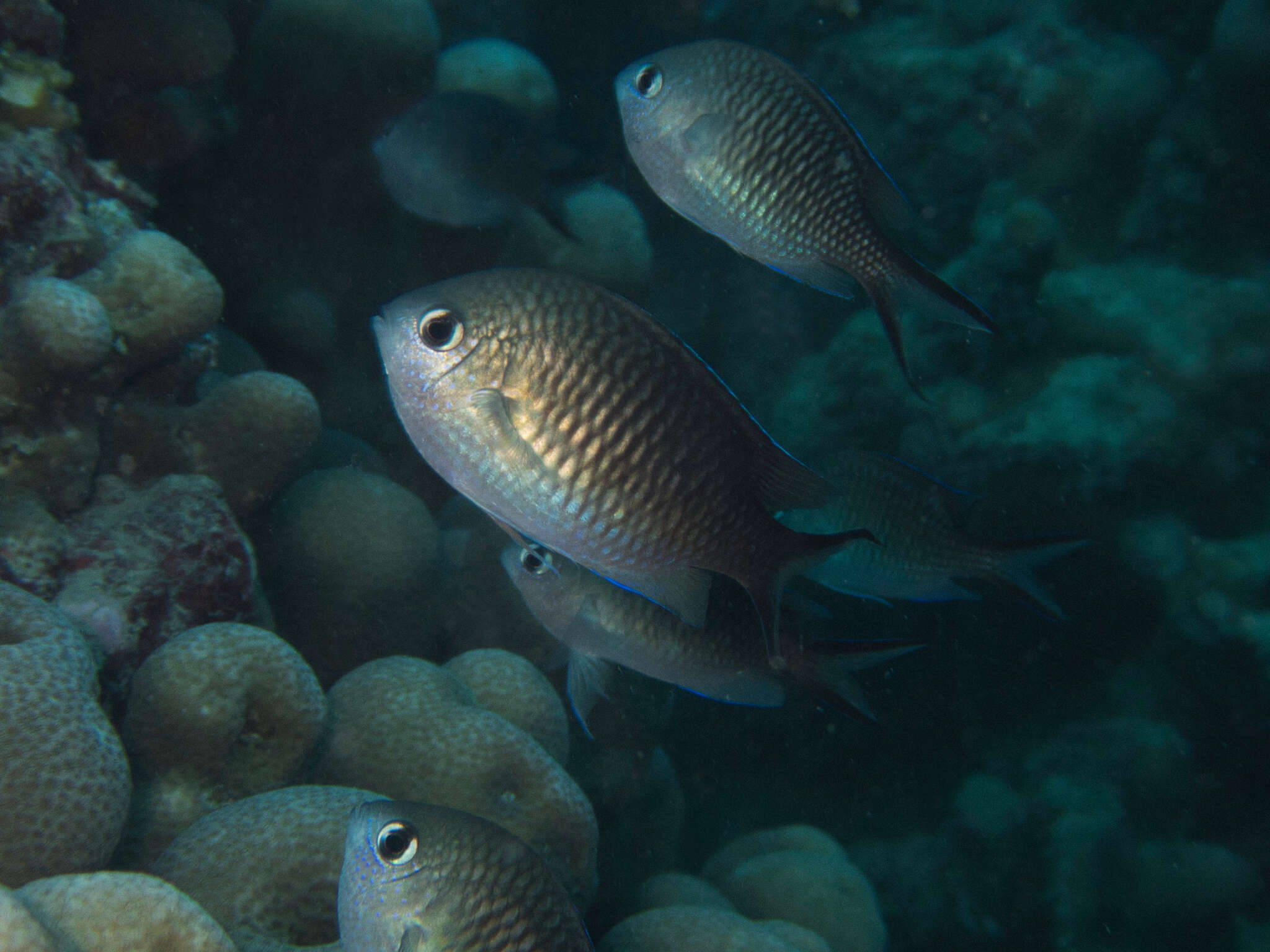 Image of Ternate chromis