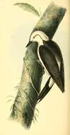 Image of Woodpeckers