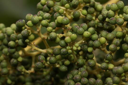 Image of Japanese prickly ash