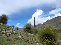 Image de Puya raimondii Harms