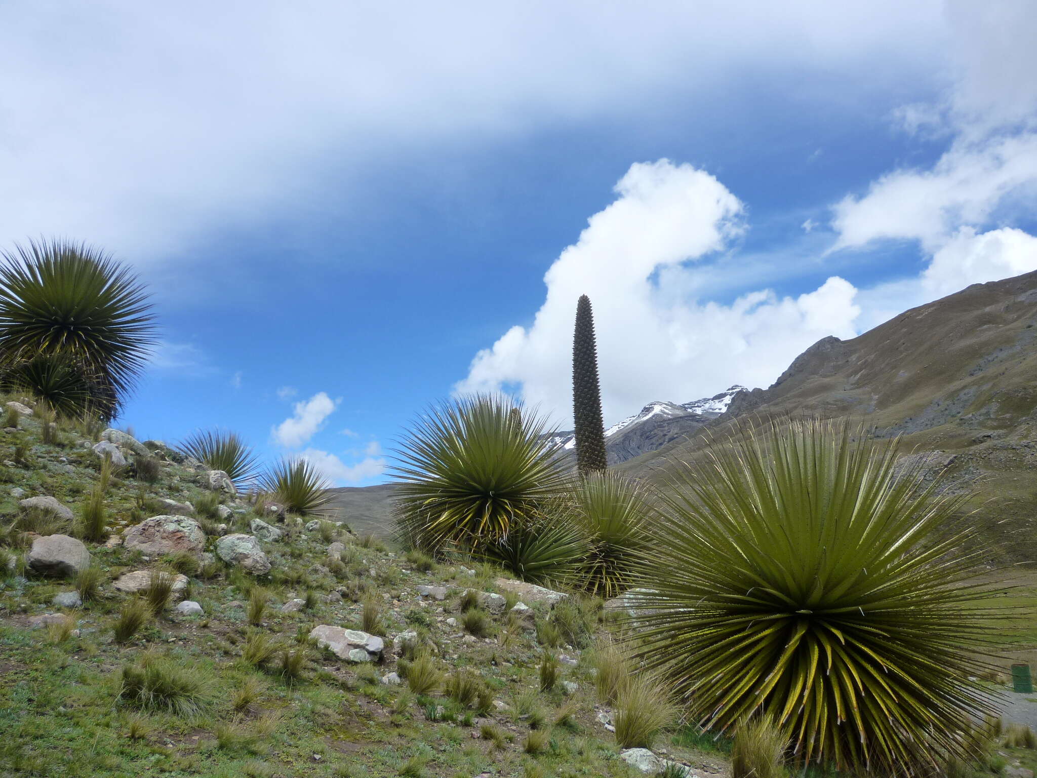 Image de Puya raimondii Harms