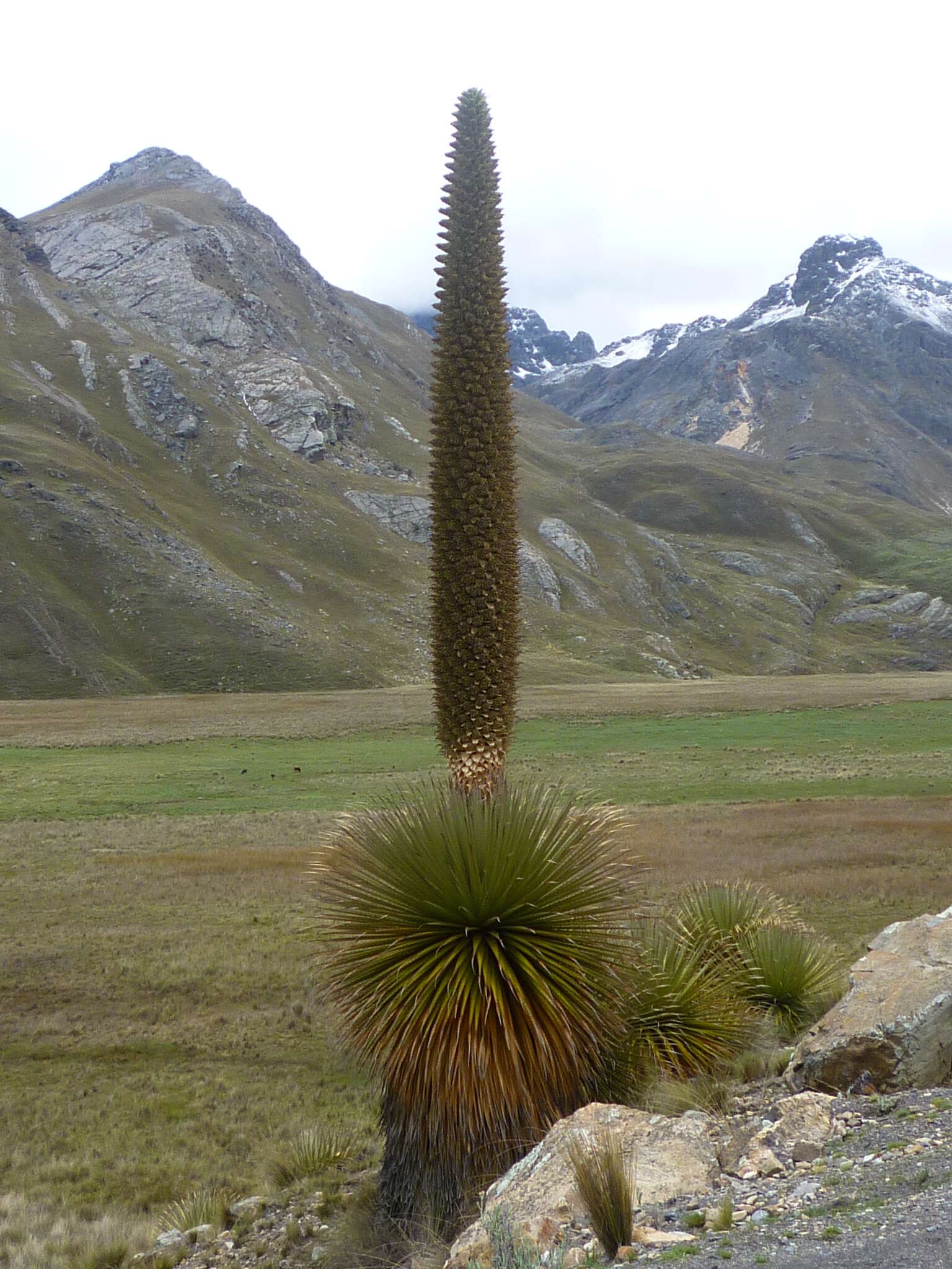 Image de Puya raimondii Harms