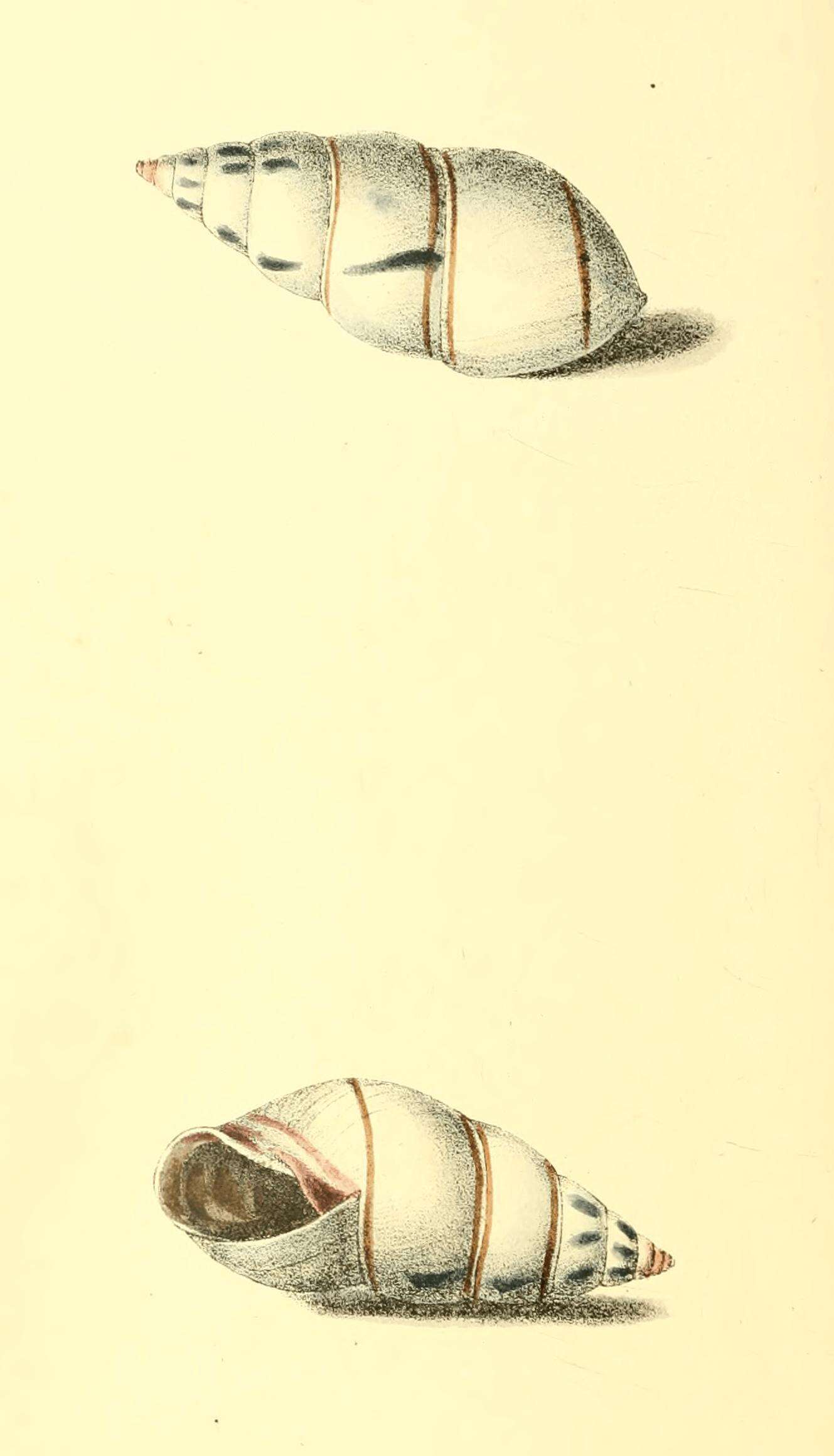 Image of <i>Liguus fasciatus</i>