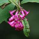 Image de Buddleja colvilei Hook. fil. & Thomson