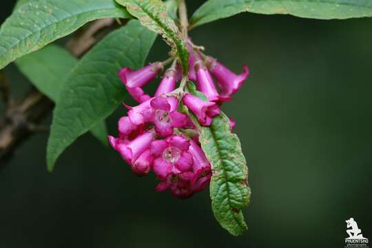 Image of Buddleja colvilei Hook. fil. & Thomson