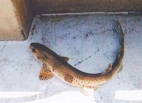 Image of Lesser Spotted Dogfish