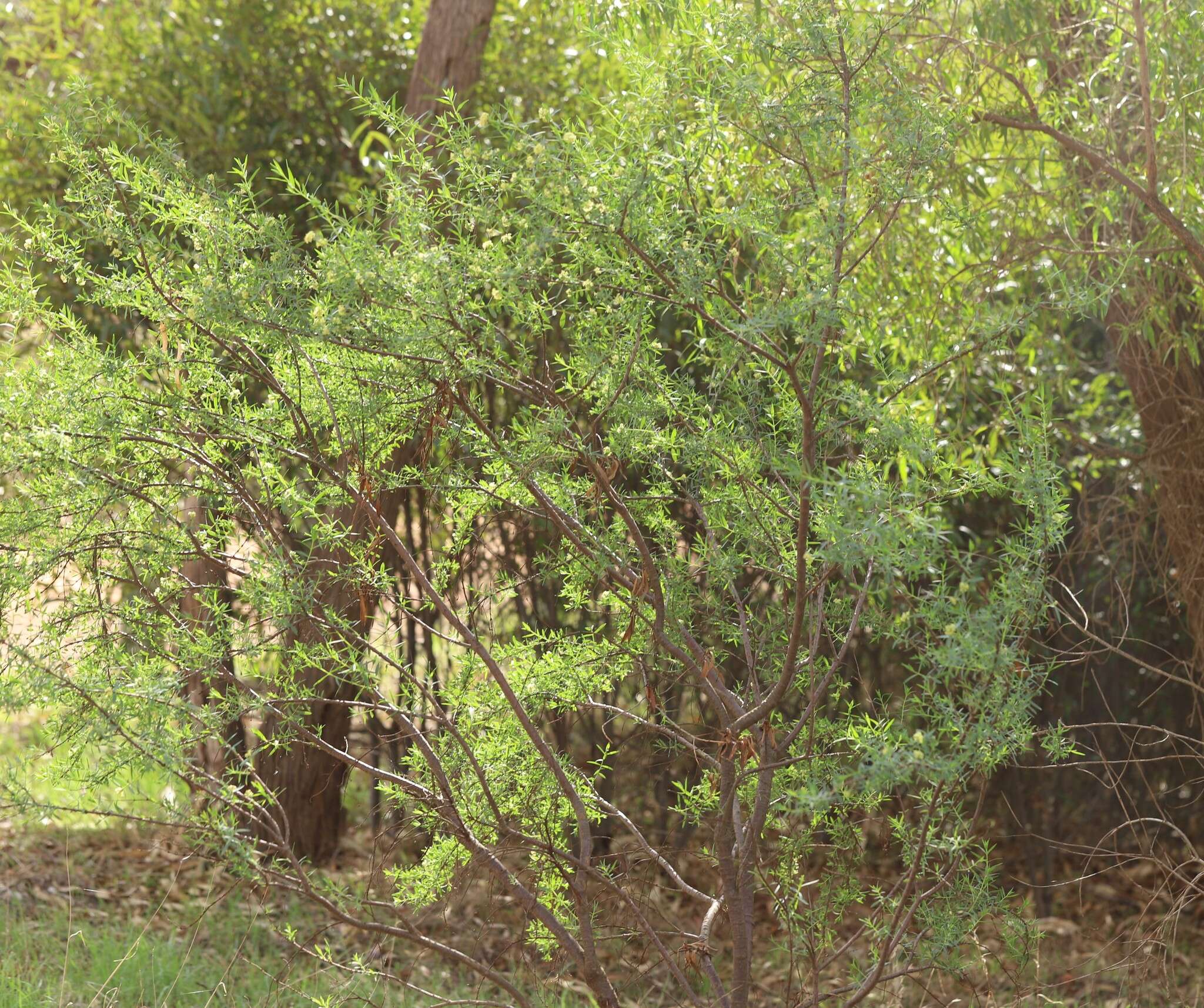 Image of Pimelea microcephala R. Br.