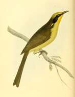 Image of Yellow-tufted Honeyeater