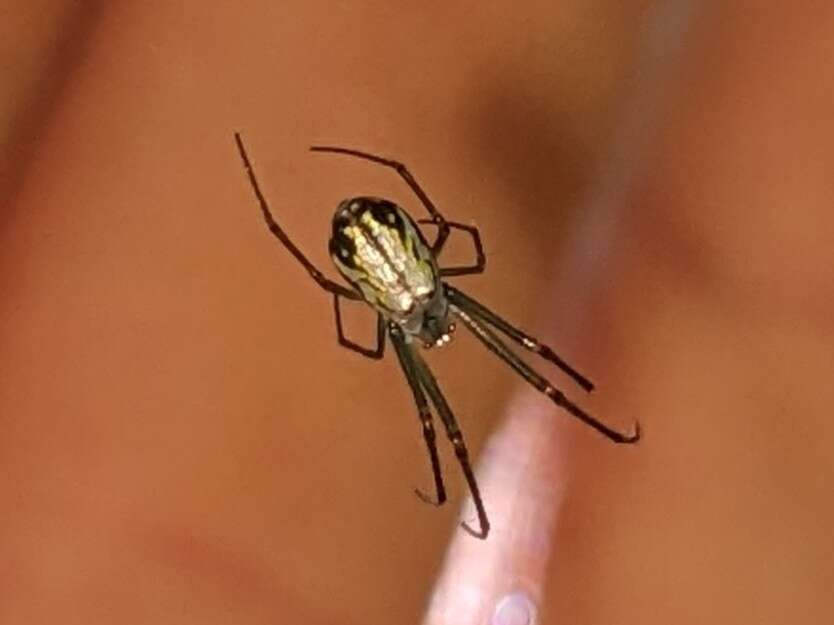 Image of Leucauge regnyi (Simon 1898)