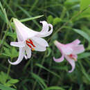 Lilium japonicum Thunb. resmi