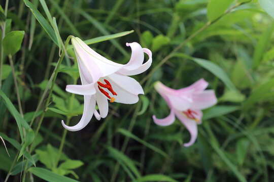 Lilium japonicum Thunb. resmi