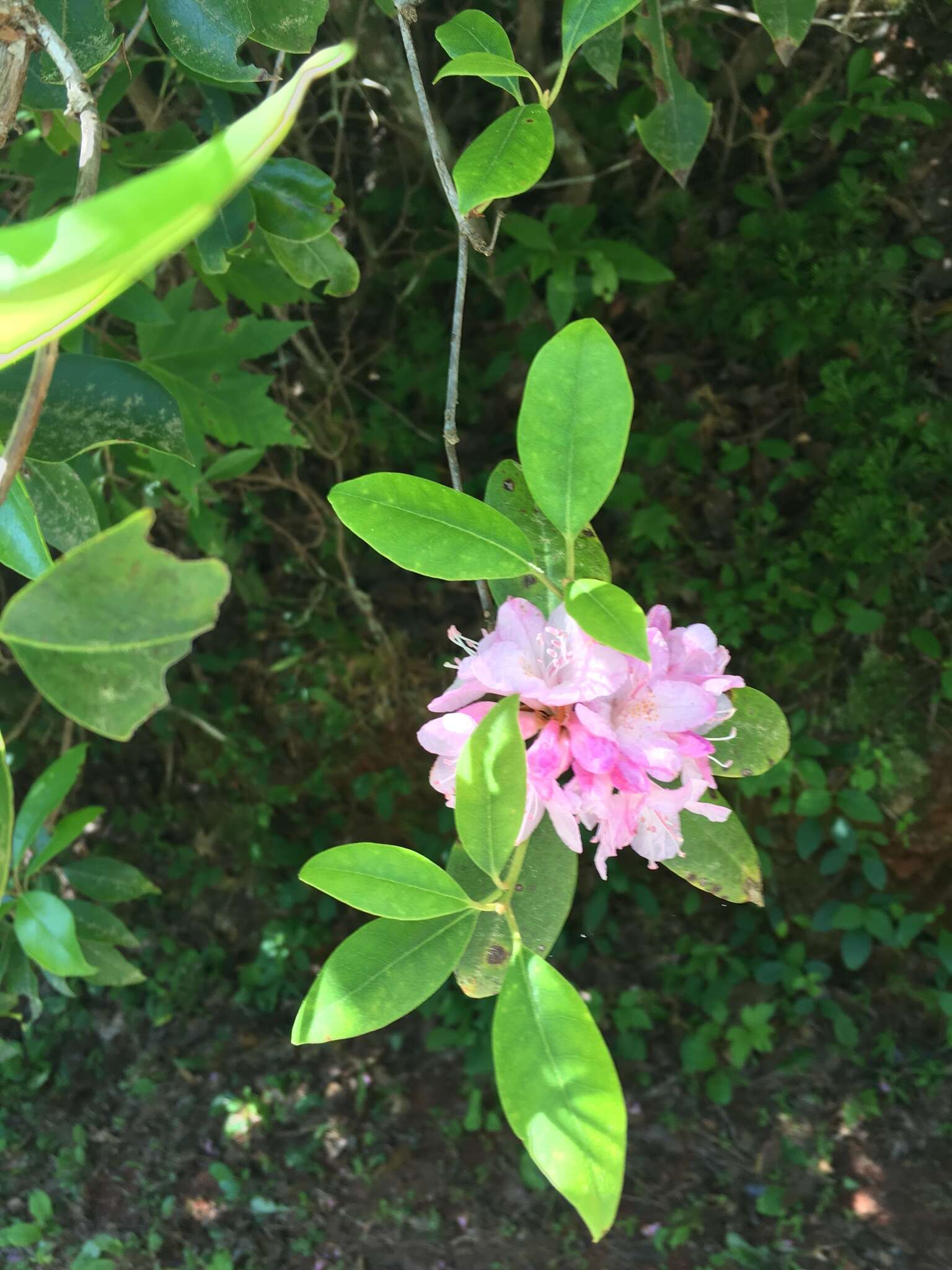 Plancia ëd Rhododendron minus Michx.