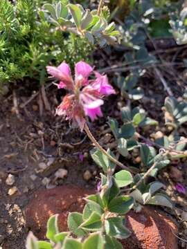 Imagem de Indigofera mauritanica (L.) Thunb.