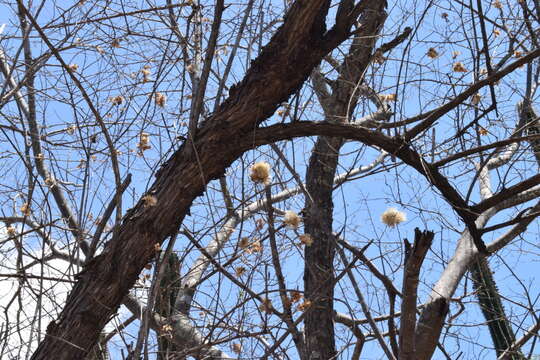 صورة Nahuatlea arborescens (Brandegee) V. A. Funk