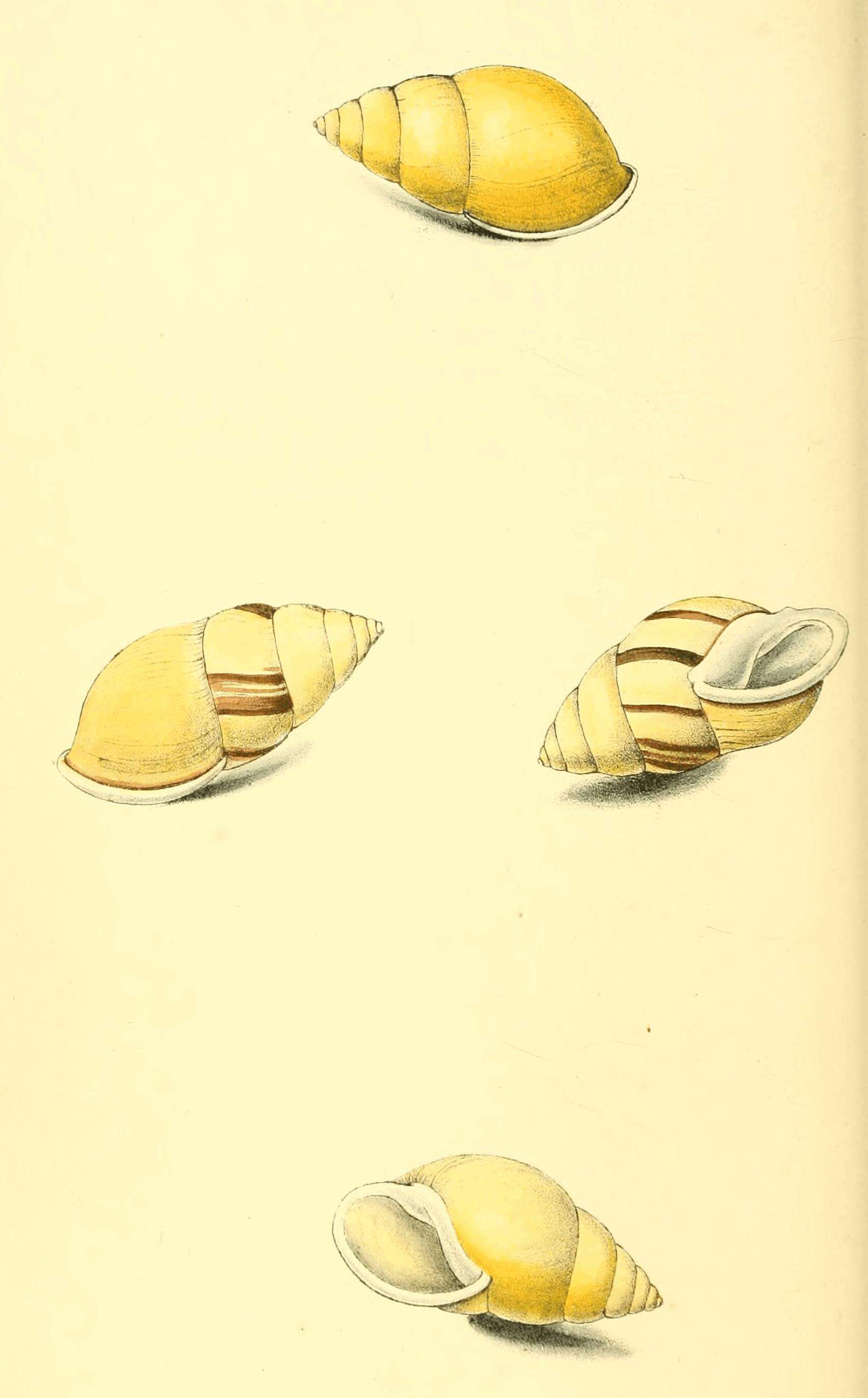 Image of Amphidromus perversus (Linnaeus 1758)