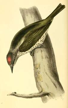 Image de Oxyruncus Temminck 1820