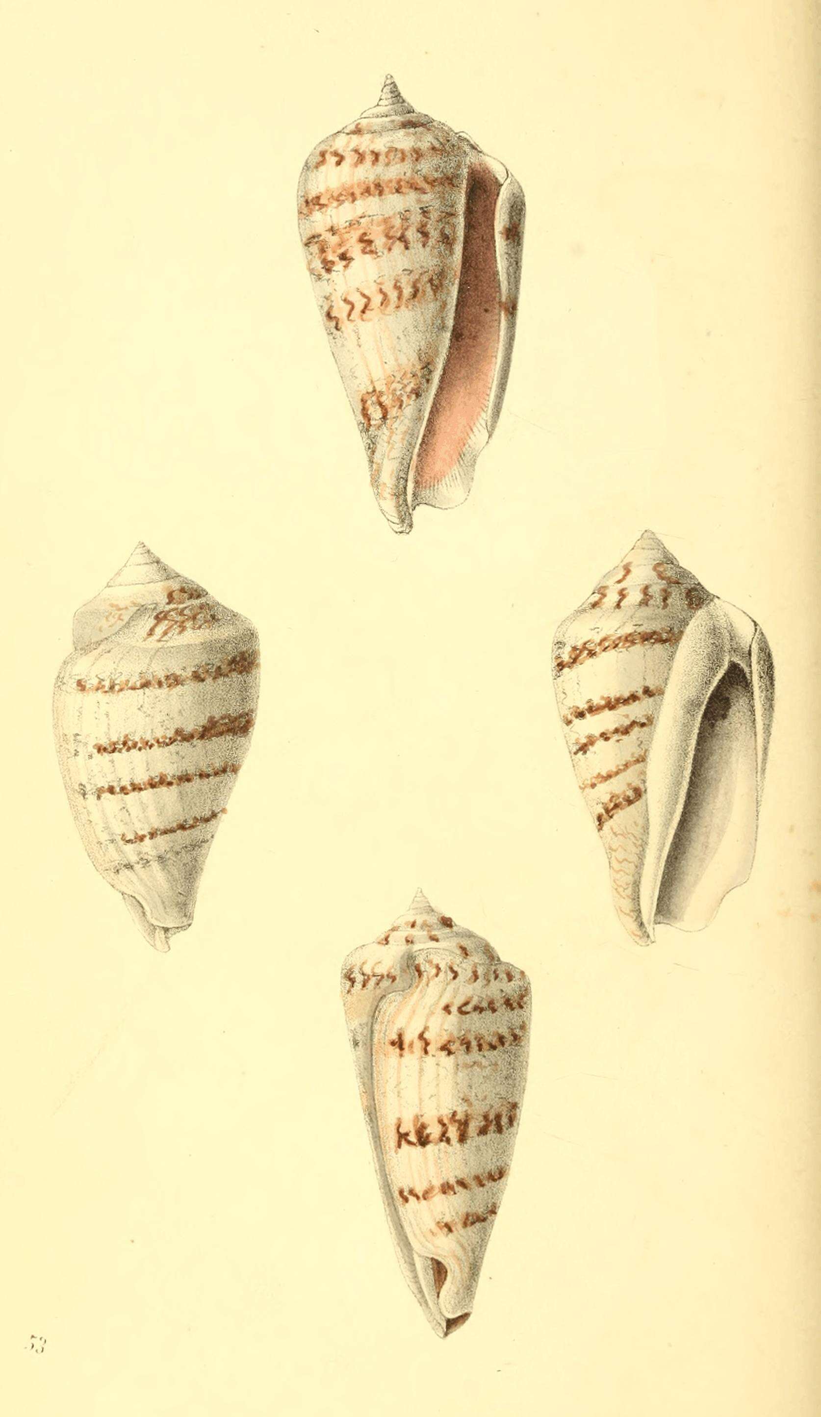 Image of Conomurex decorus (Röding 1798)