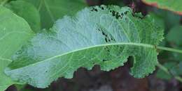 Image of Rumex obtusifolius subsp. obtusifolius