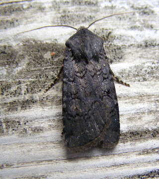 Image of Fleece-winged Dart