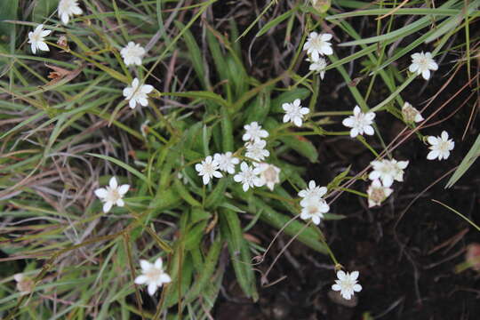 Image of Alepidea serrata Eckl. & Zeyh.