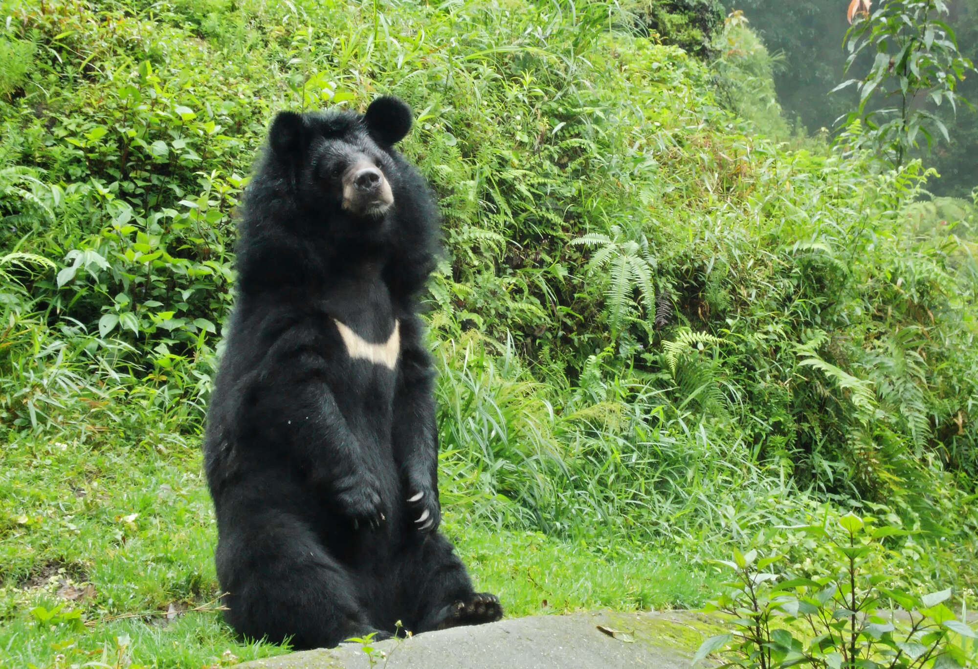 Image of Ursus thibetanus laniger (Pocock 1932)