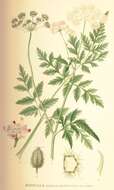 Image of Japanese hedge-parsley