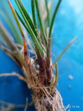 Image of Agrostis muelleriana Vickery