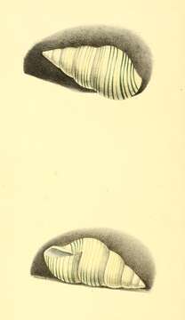 Image of <i>Liguus fasciatus</i>