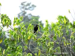 Image of Banggai Crow