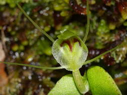 Image of Corybas papa Molloy & Irwin