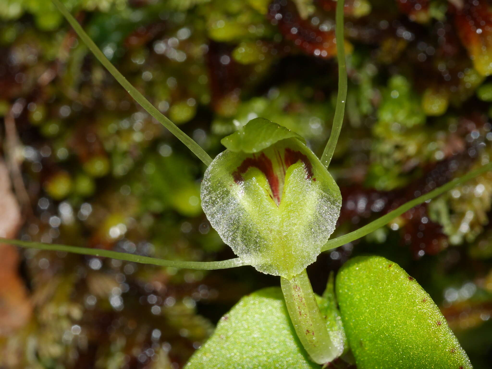 Image of Corybas papa Molloy & Irwin