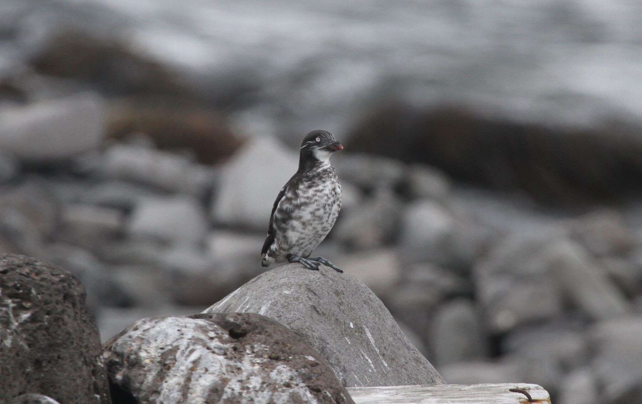 Image of Least Auklet