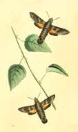 Image of Macroglossum assimilis Swainson 1821