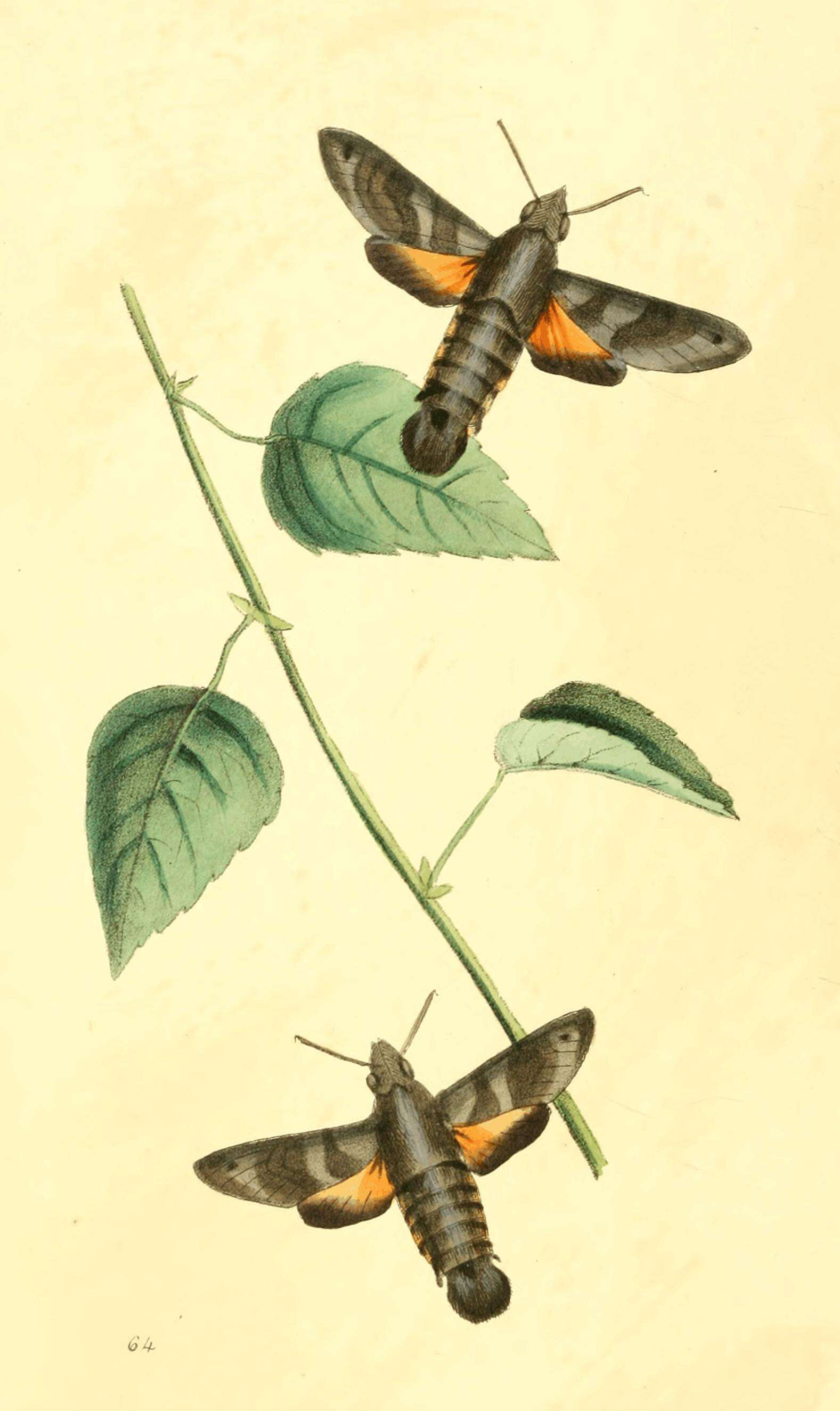 Image of Macroglossum assimilis Swainson 1821