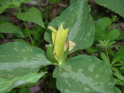 Trillium luteum (Muhl.) Harb. resmi