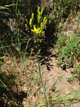 Image of tapertip hawksbeard