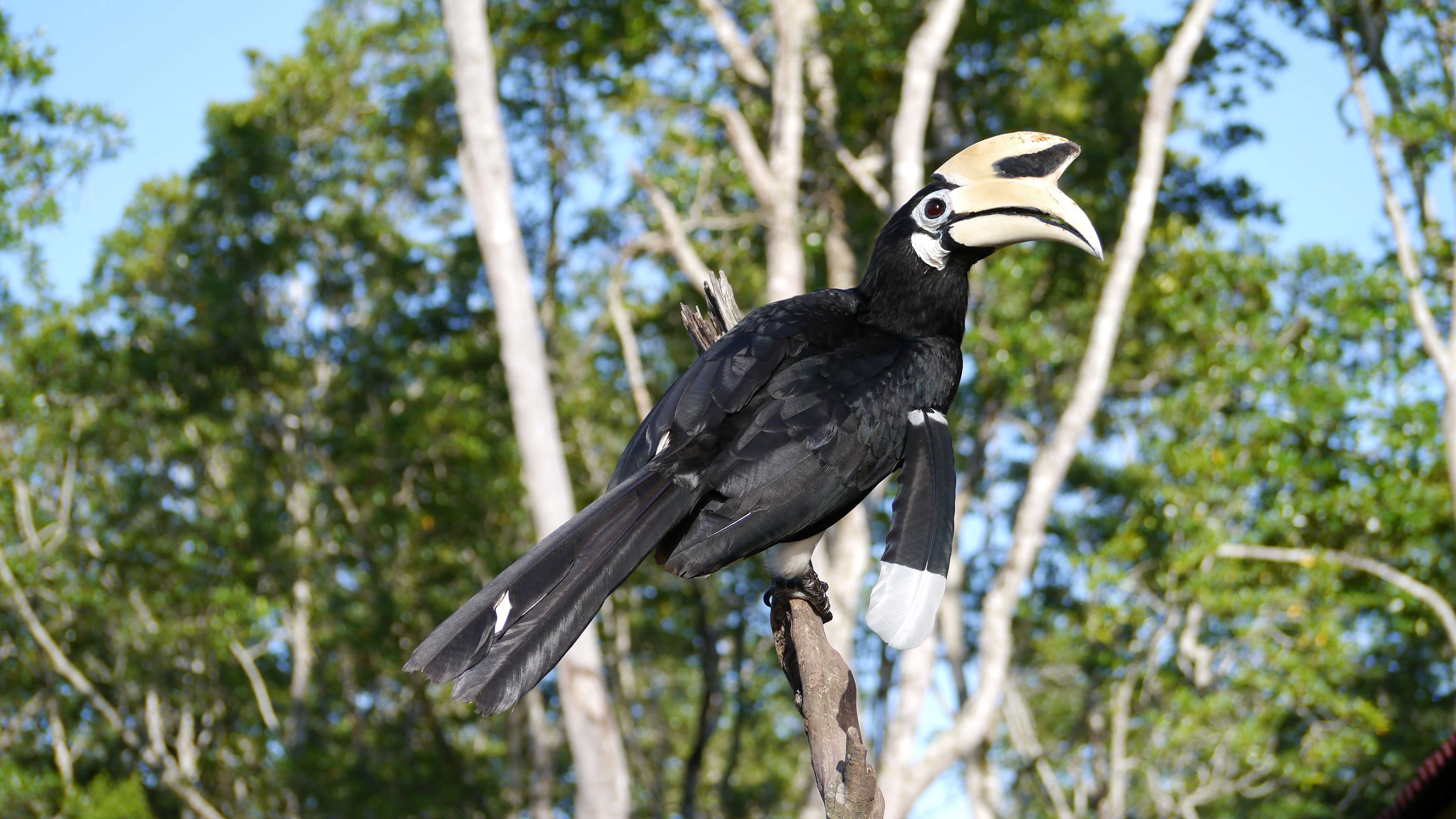 Image of Oriental Pied Hornbill