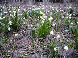 Image of Spring Snowflake