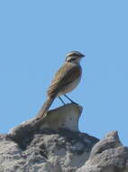 Image of Emberiza capensis capensis Linnaeus 1766