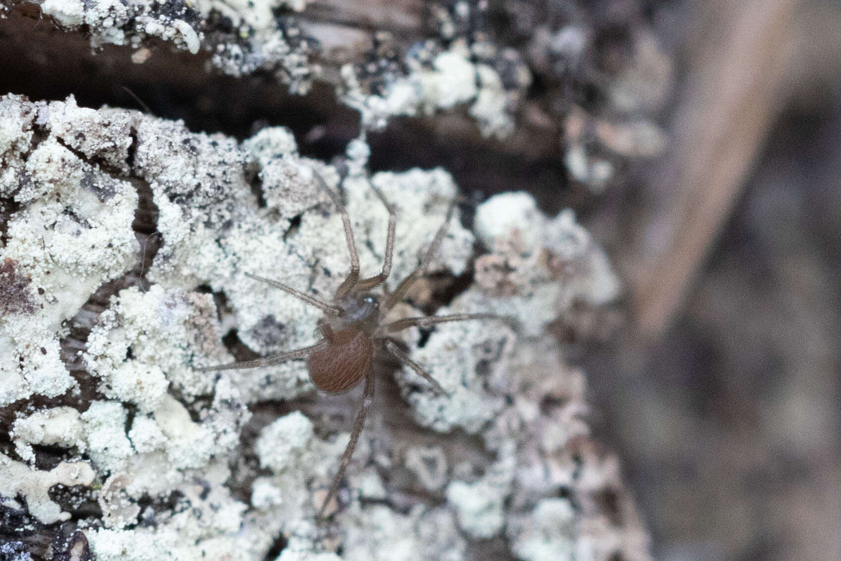 Image of Pholcophora americana Banks 1896