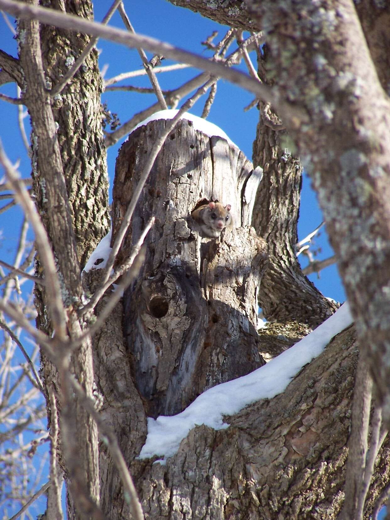 Image of American Flying Squirrels