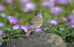 Imagem de Geositta peruviana Lafresnaye 1847