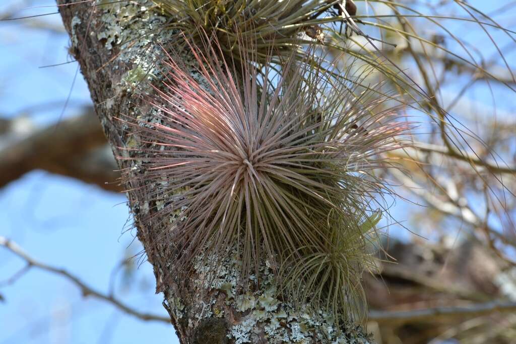 Image of Tillandsia magnusiana Wittm.