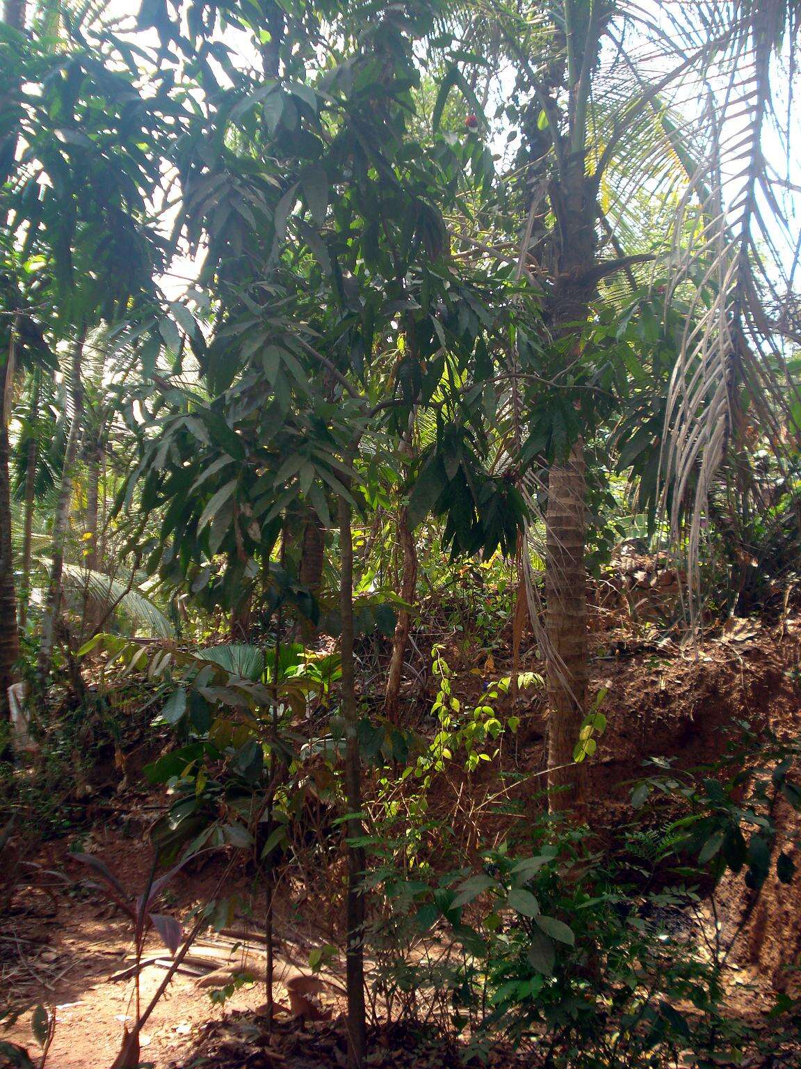 Image of Ashoka tree