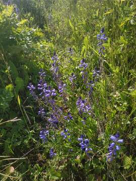 Image of Polygala comosa subsp. comosa