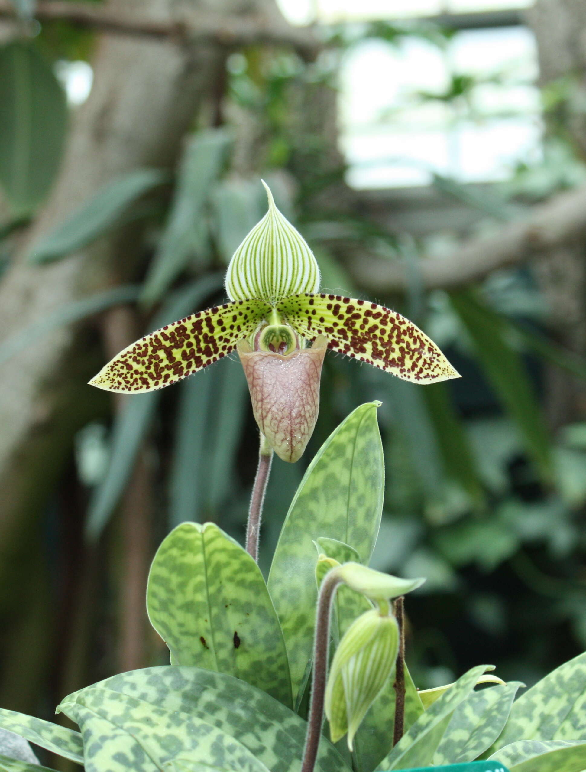 Sivun Paphiopedilum sukhakulii Schoser & Senghas kuva